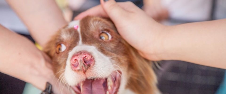 resgate-e-adoção-de-cães