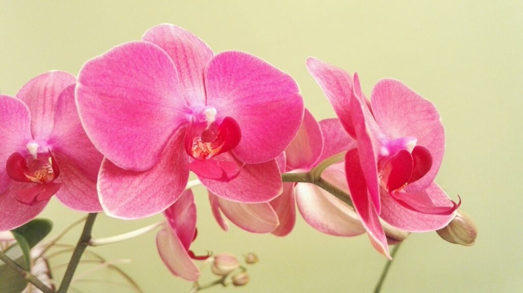 Como Cuidar de Orquídeas