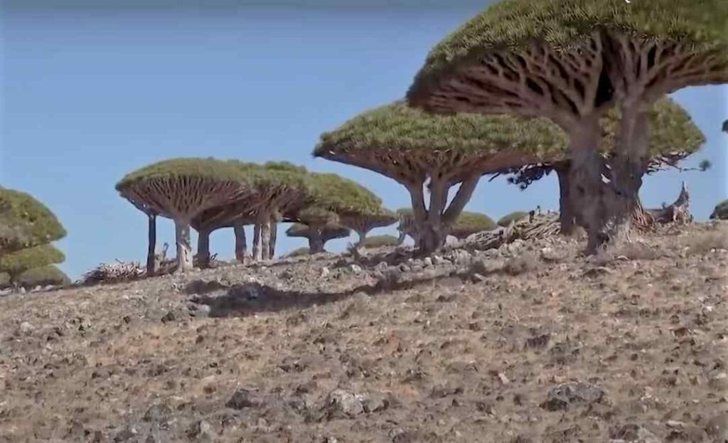 Ilha de Socotra