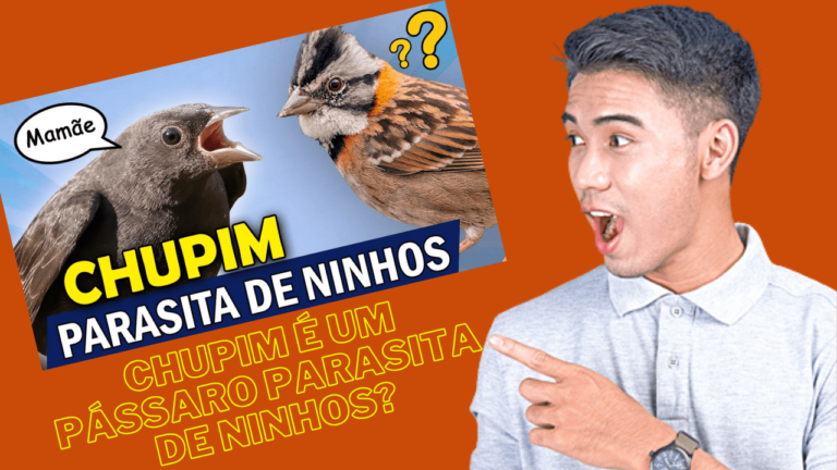 Chupim é um Pássaro Parasita de Ninhos, e Outras Aves Com Esse Comportamento!