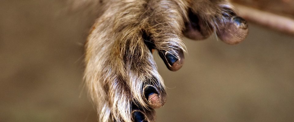 animais quase extintos