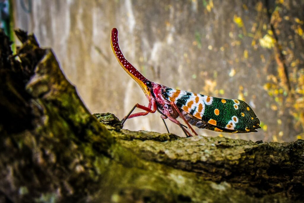 cigarras