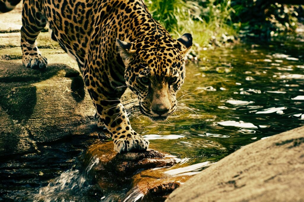 zoológicos-no-brasil
