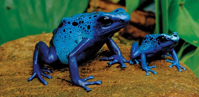 Animais Mais Venenosos do Mundo Top 7!