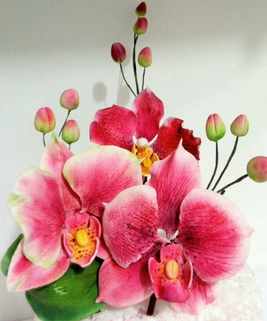 Como Cuidar de Orquídeas
