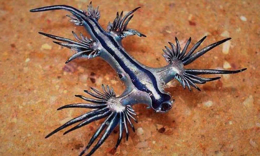 Dragão Azul, Espécies Marinhas Curiosas Aparecem Nas Praias de Maceió!