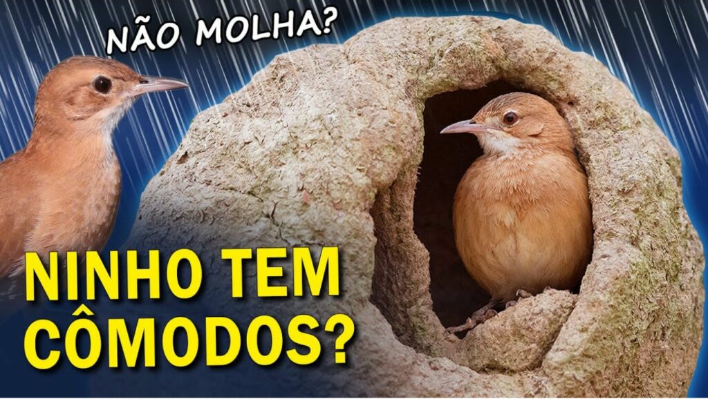Como é por dentro do ninho do joão-de-barro? Conheça as Lendas!